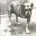 Vinile Alice In Chains - Alice In Chains (Highlighter Yellow Vinyl) (2 Lp)