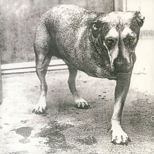 Vinile Alice In Chains - Alice In Chains (Highlighter Yellow Vinyl) (2 Lp)