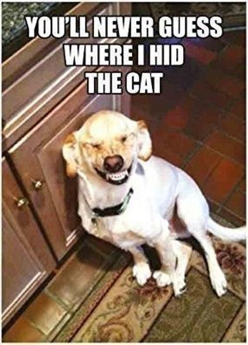 Merchandising Half Moon Bay: Retro Humour - Hid Cat (Magnete)