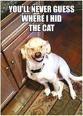 Merchandising Half Moon Bay: Retro Humour - Hid Cat (Magnete)