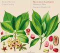 Audio Cd Auser Musici/carlo Ipata - Gasparini/mirena & Floro