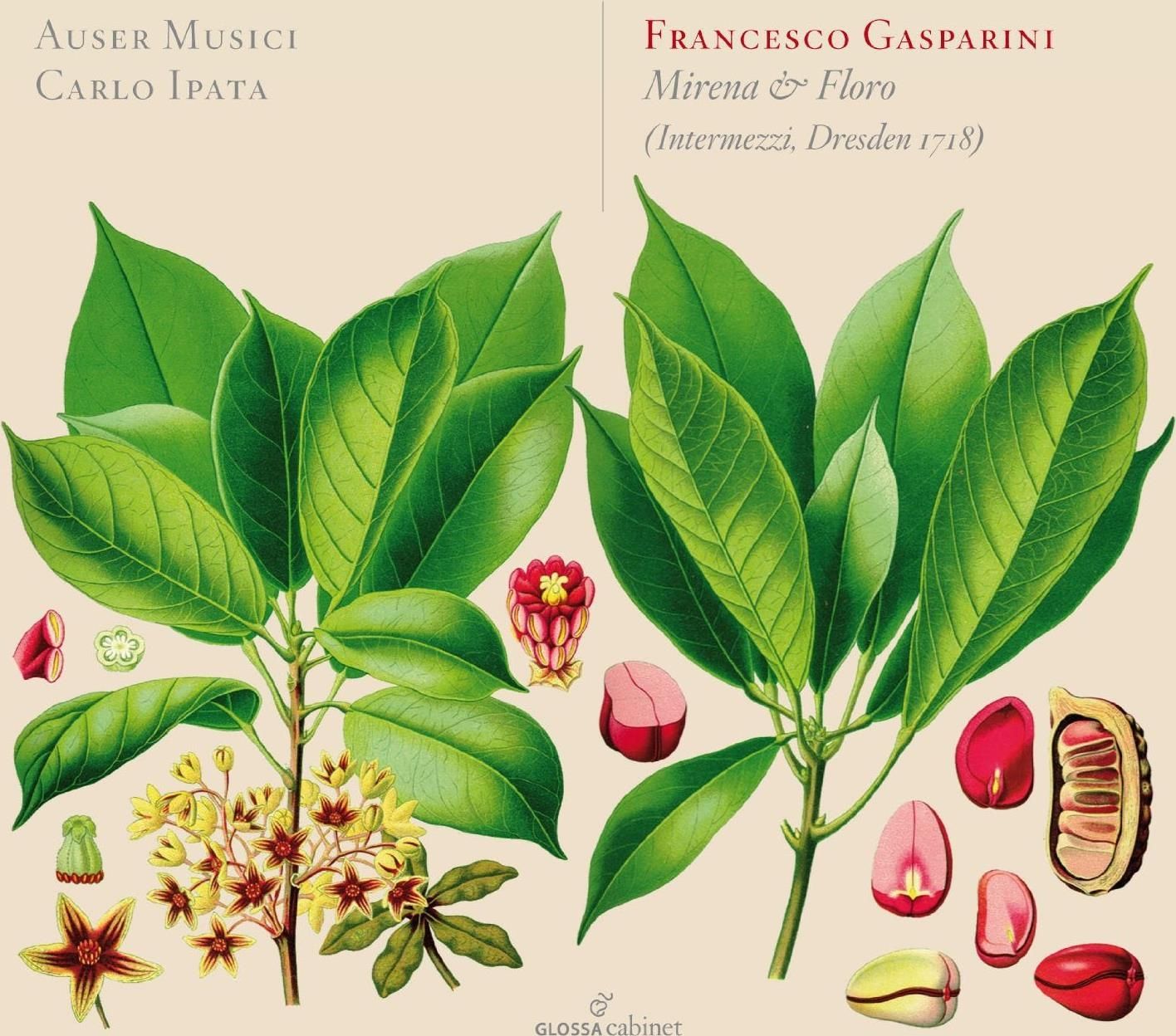 Audio Cd Auser Musici/carlo Ipata - Gasparini/mirena & Floro